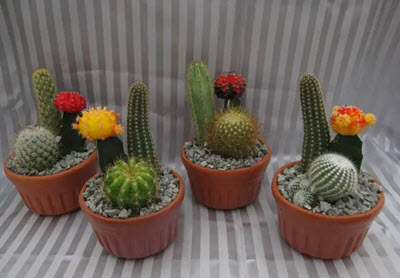 4" Cactus Garden Glazed Clay Bowl 3ppp (Box of 20)